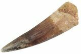 Fossil Spinosaurus Tooth - Real Dinosaur Tooth #367970-1